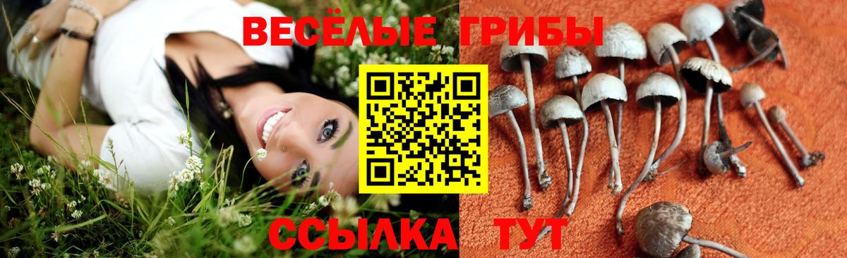 Псилоцибиновые грибы GOLDEN TEACHER Заводоуковск