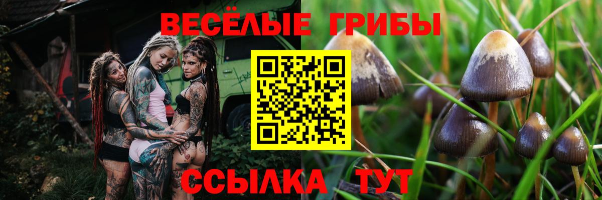 как найти закладки  Псилоцибиновые грибы Cubensis  Вход с VPN  Заводоуковск  Галлюциногенные грибы прущие грибы 